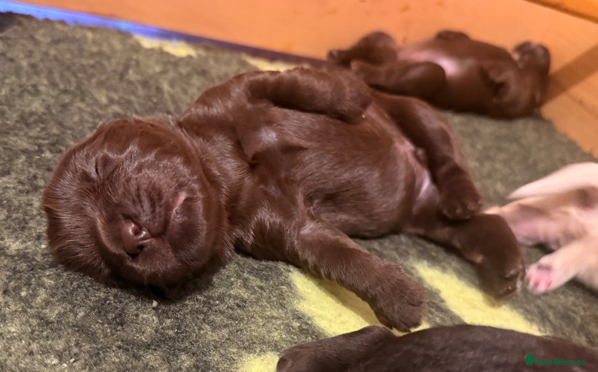 Australian Labradoodle dogs     🐾 Adorable Australian Labradoodle Puppies  - Advert 2