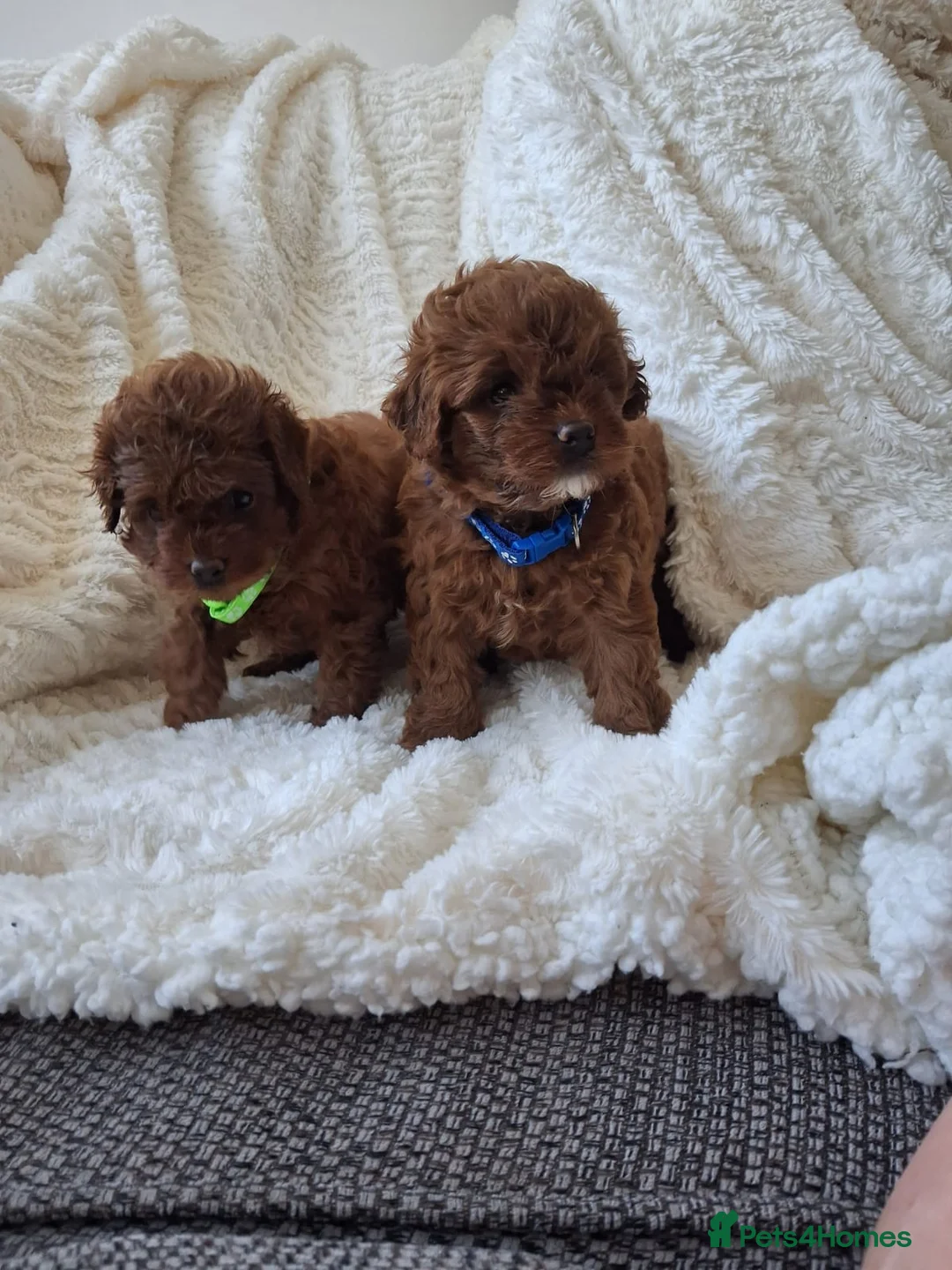 Cavapoo dogs for sale: Toy flb cavapoo in Swadlincote - Advert 1