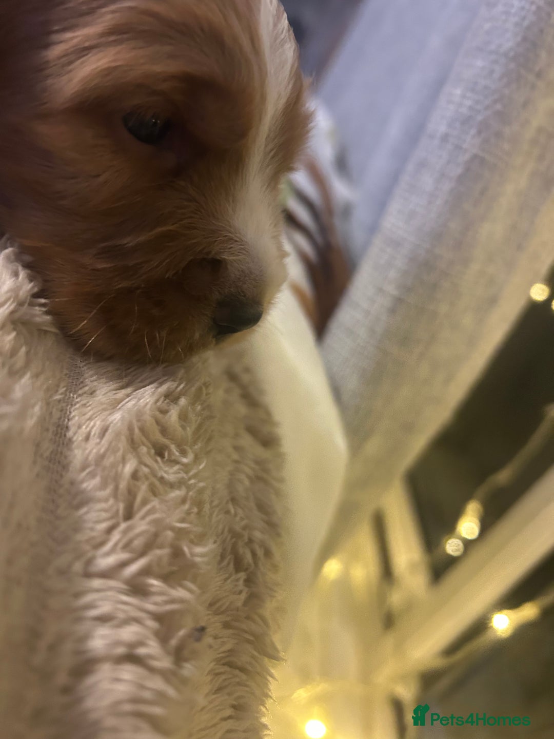 Cocker Spaniel dogs for sale: Boy cocker spaniel pup for sale  - Advert 4