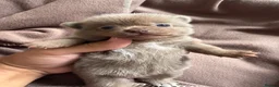 Pomchi dogs for sale: Beautiful unique Pomchi’s  - Advert 10