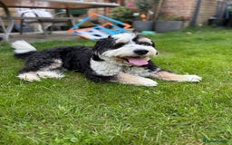 Bernedoodle dogs for sale: Mini Bernedoodle **waiting list** - Image 6