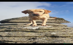 Labrador Retriever dogs for stud: Outstanding Proven KC Yellow Labrador Stud - Image 5