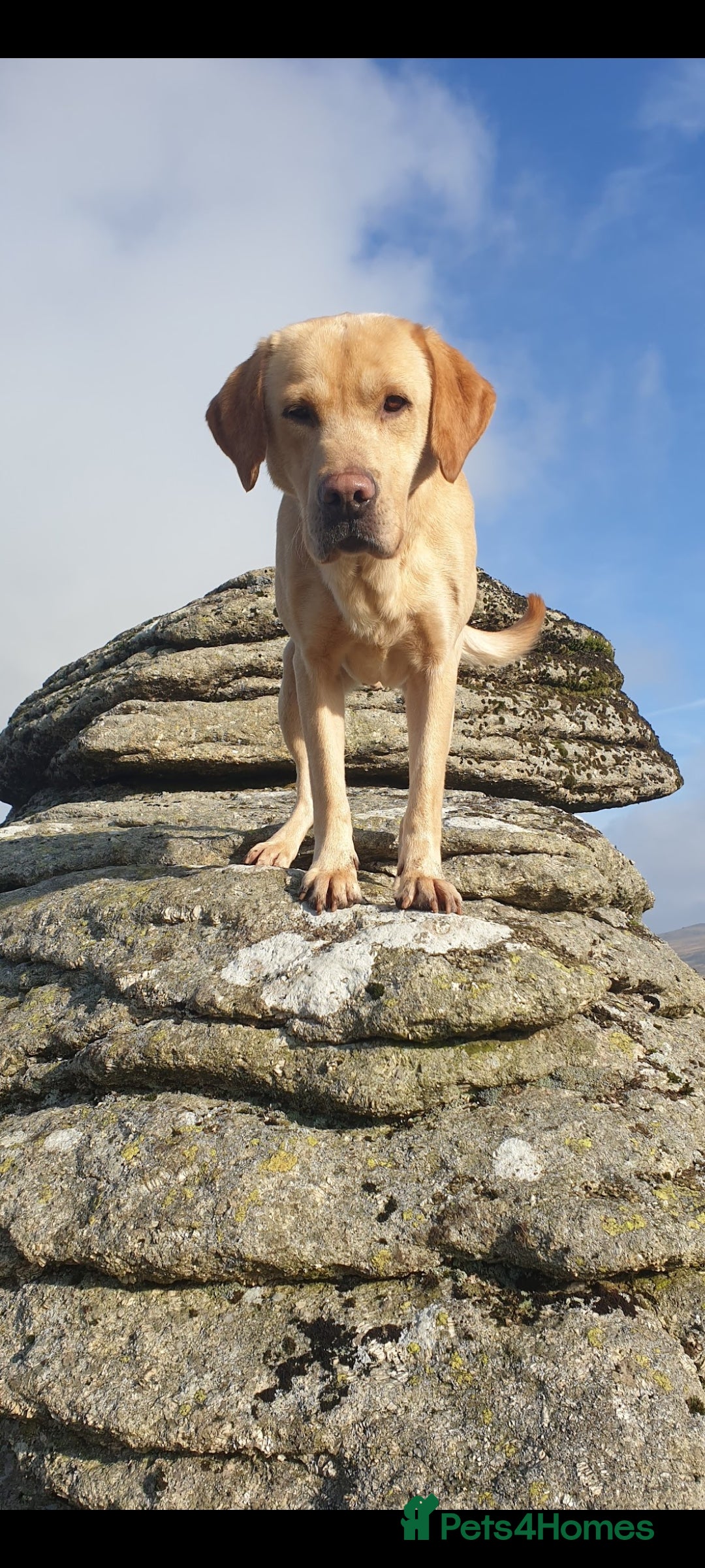 Labrador Retriever dogs for stud: Outstanding Proven KC Yellow Labrador Stud - Image 5