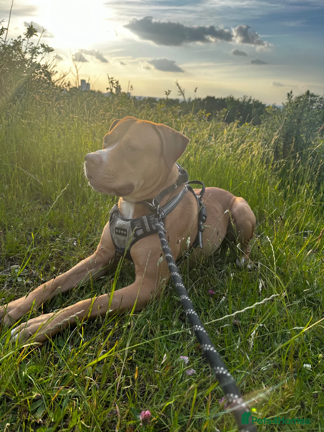 Mixed Breed dogs for sale: Rocky in London - Advert 1