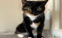 British Shorthair cats for sale: Cheeto and mixie  - Image 2