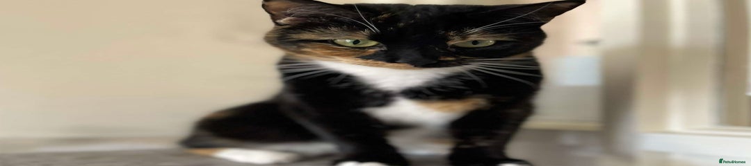mixie 