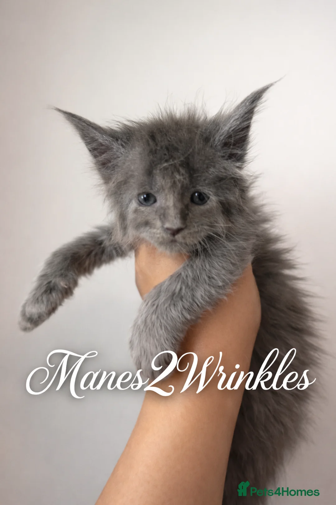 Maine Coon cats for sale: Full Mainecoon kittens - Advert 4