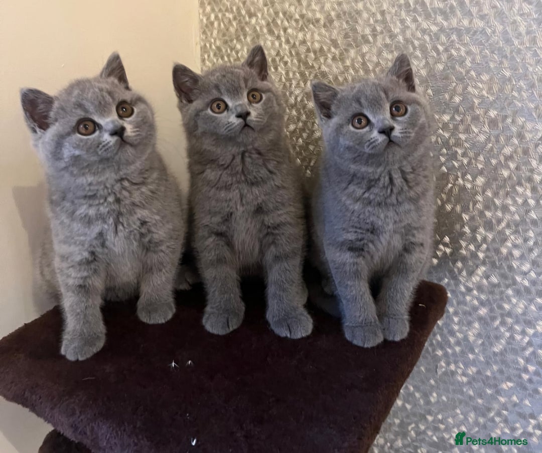British Shorthair cats for sale: GORGEOUS BSH Kittens - Image 10