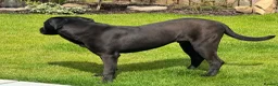 Cane Corso dogs for sale: Cane Corso Male for Sale – 9 Months , West Lothian in Livingston - Advert 7