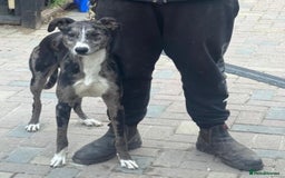 Lurcher dogs for stud: Gorgeous Blue Merle dog  - Image 4