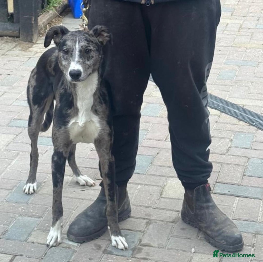 Lurcher dogs for stud: Gorgeous Blue Merle dog  - Image 4
