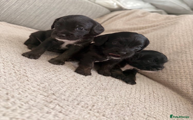 Mixed Breed dogs - Advert 4