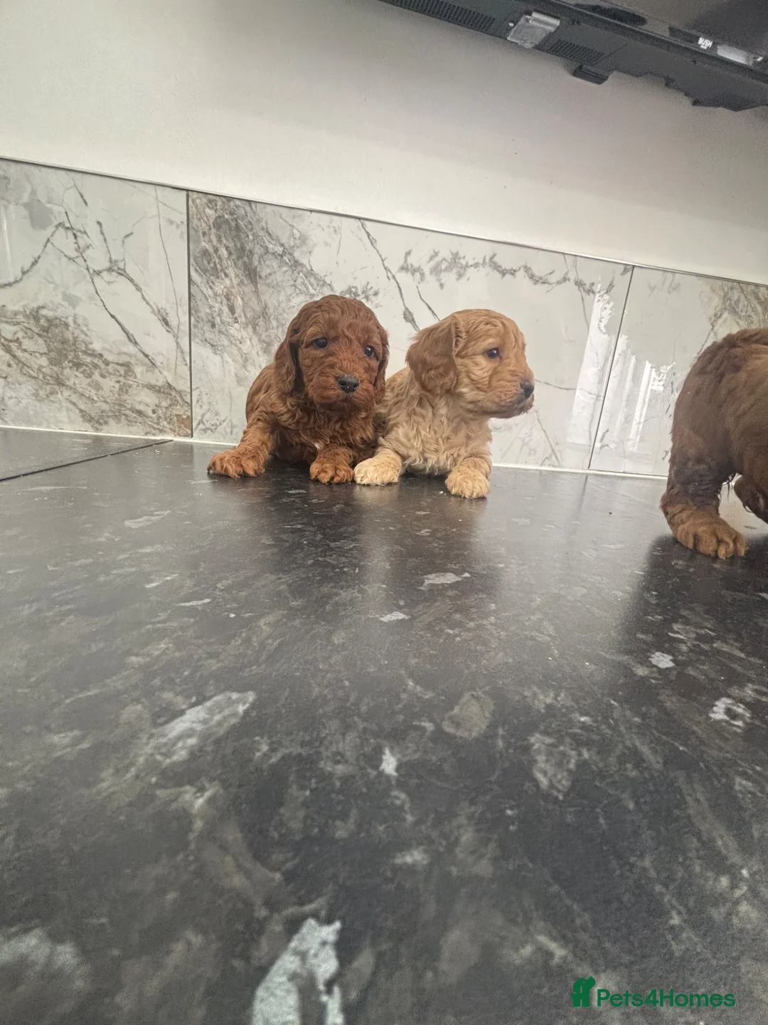 Cavapoo dogs for sale: Ready now f1 Cavapoo puppies (toy poodle) in Wingate - Advert 12