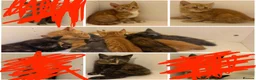 Mixed Breed cats for sale: Beautiful kittens. litter trained . ready to leave in London - Advert 2