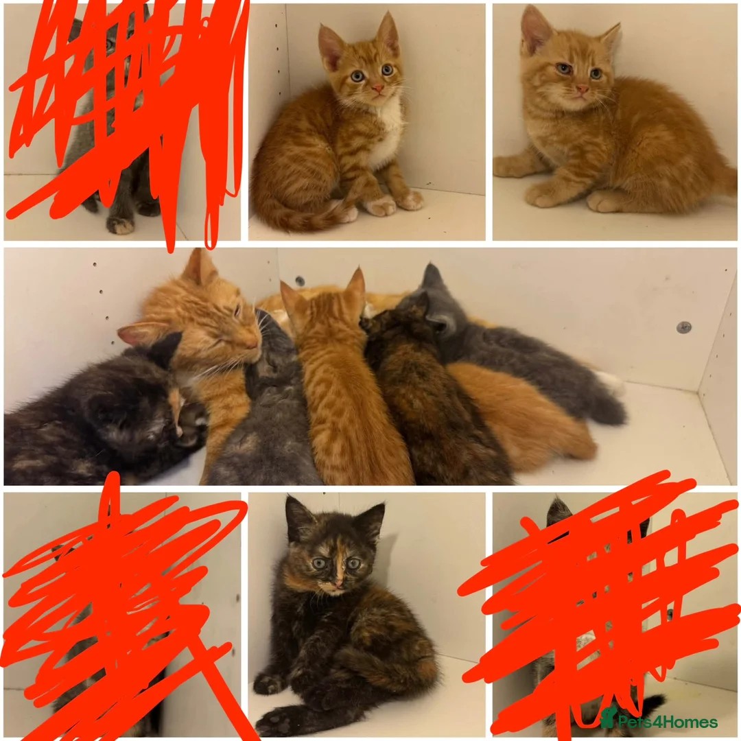 Mixed Breed cats for sale: Beautiful kittens. litter trained . ready to leave in London - Advert 2