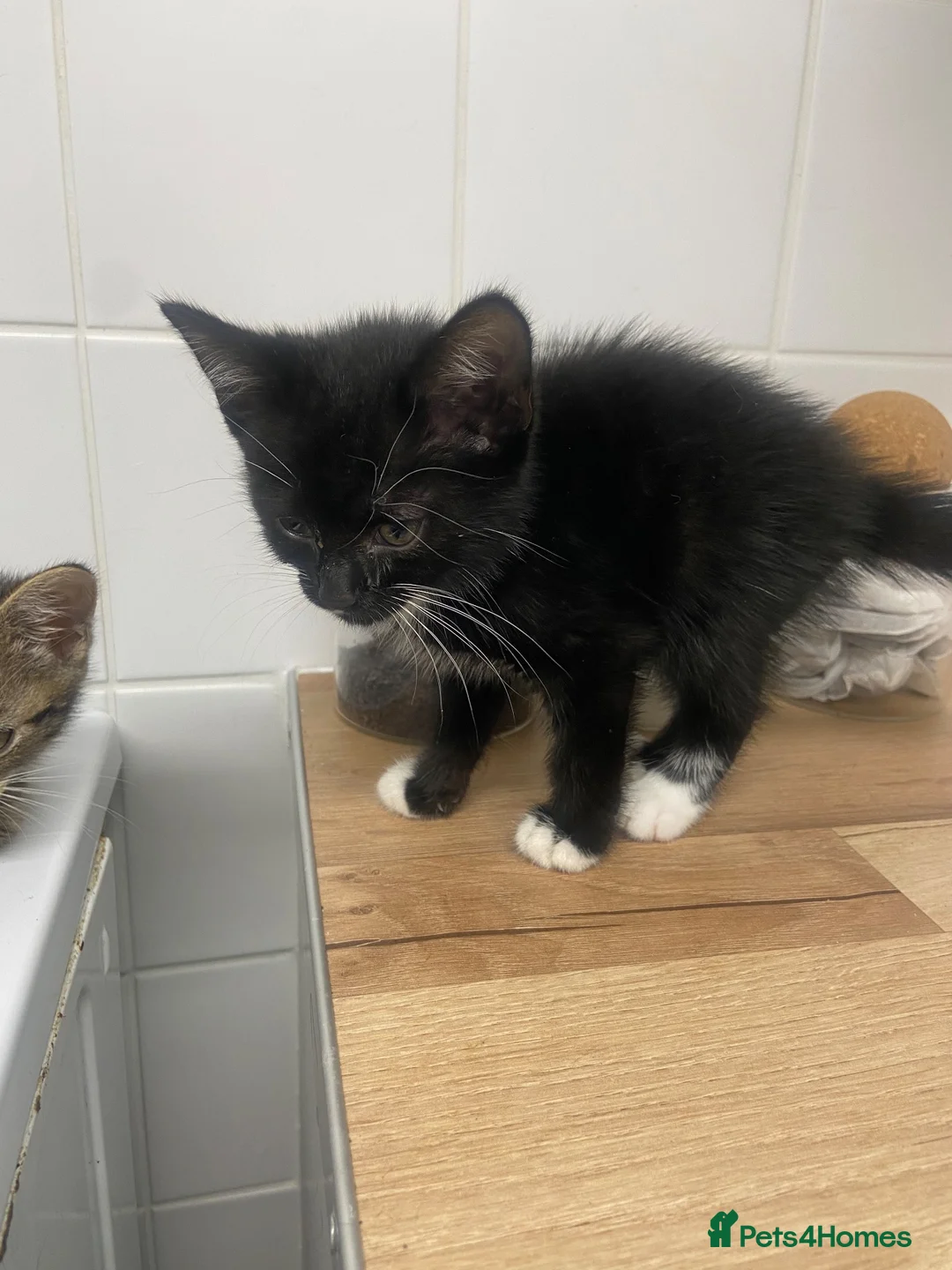 Mixed Breed cats for adoption: Selling beautiful Kitten  - Advert 2