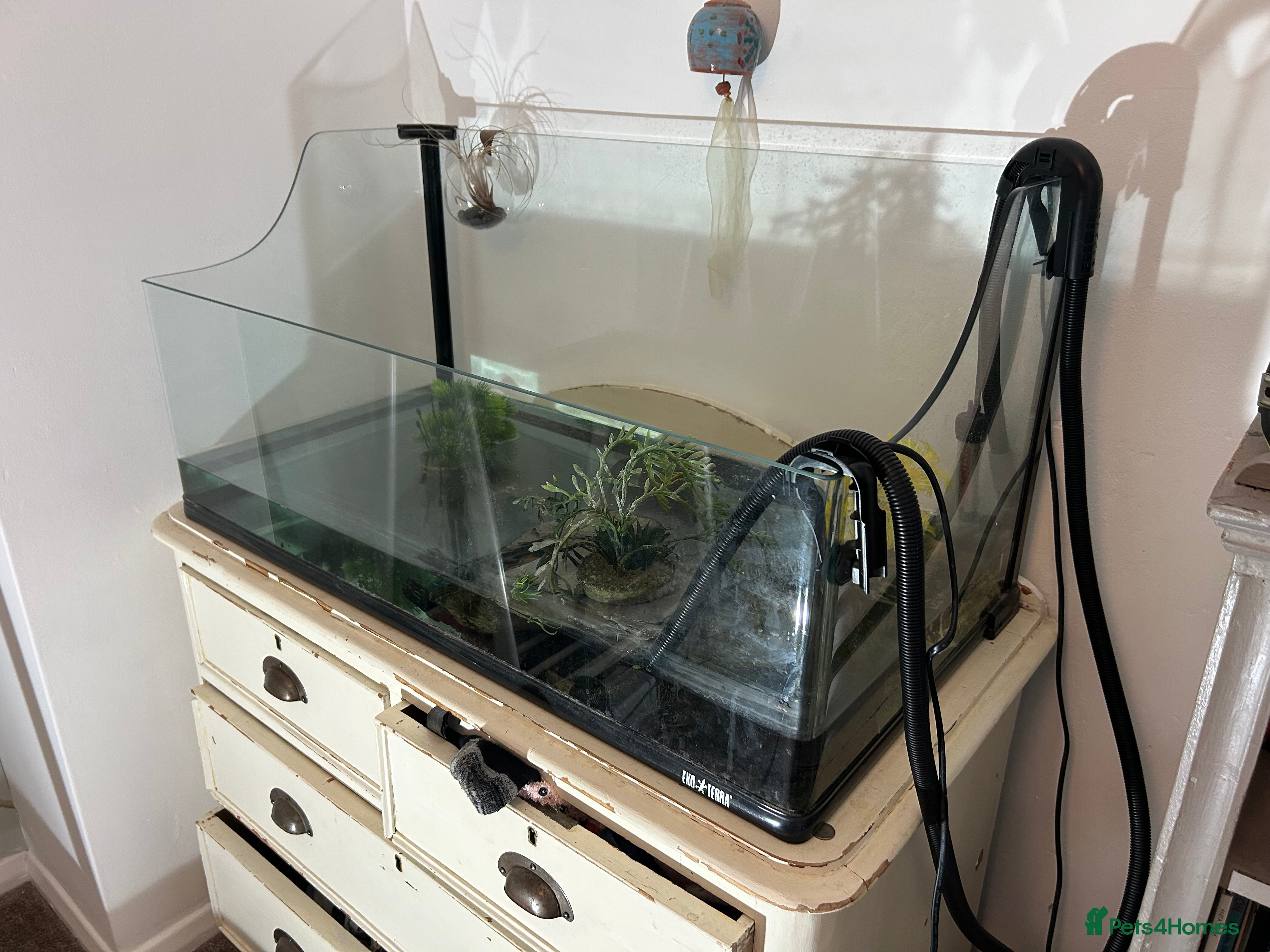 Turtle reptiles Musk turtle, large tank, filter  - Advert 1