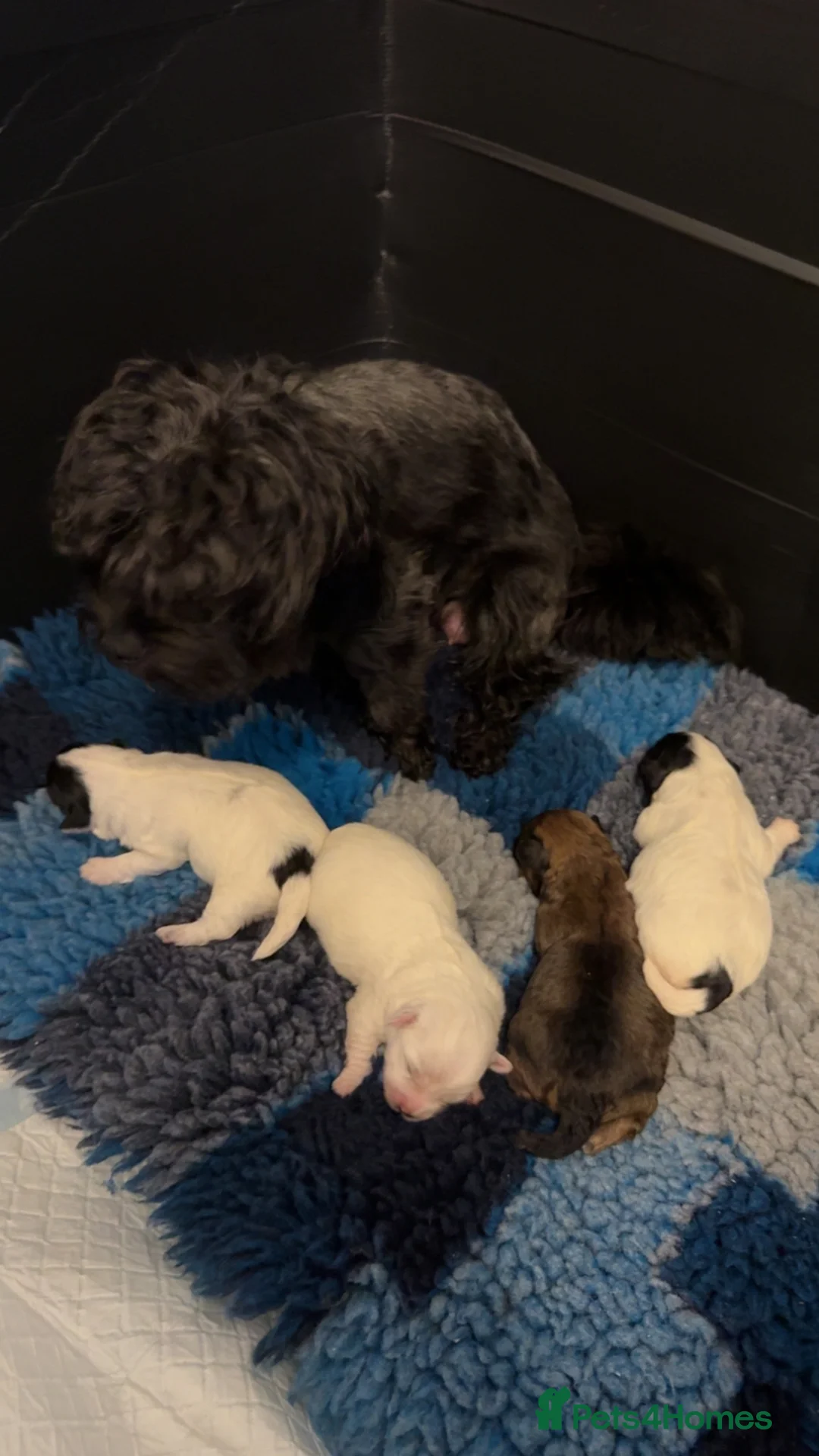 Poochon dogs for sale: Poochon/pomachon pups available  in Birkenhead - Advert 3