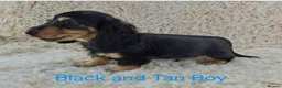 Miniature Dachshund dogs for sale: Long coat Miniature Dachshund Puppies  - Advert 15
