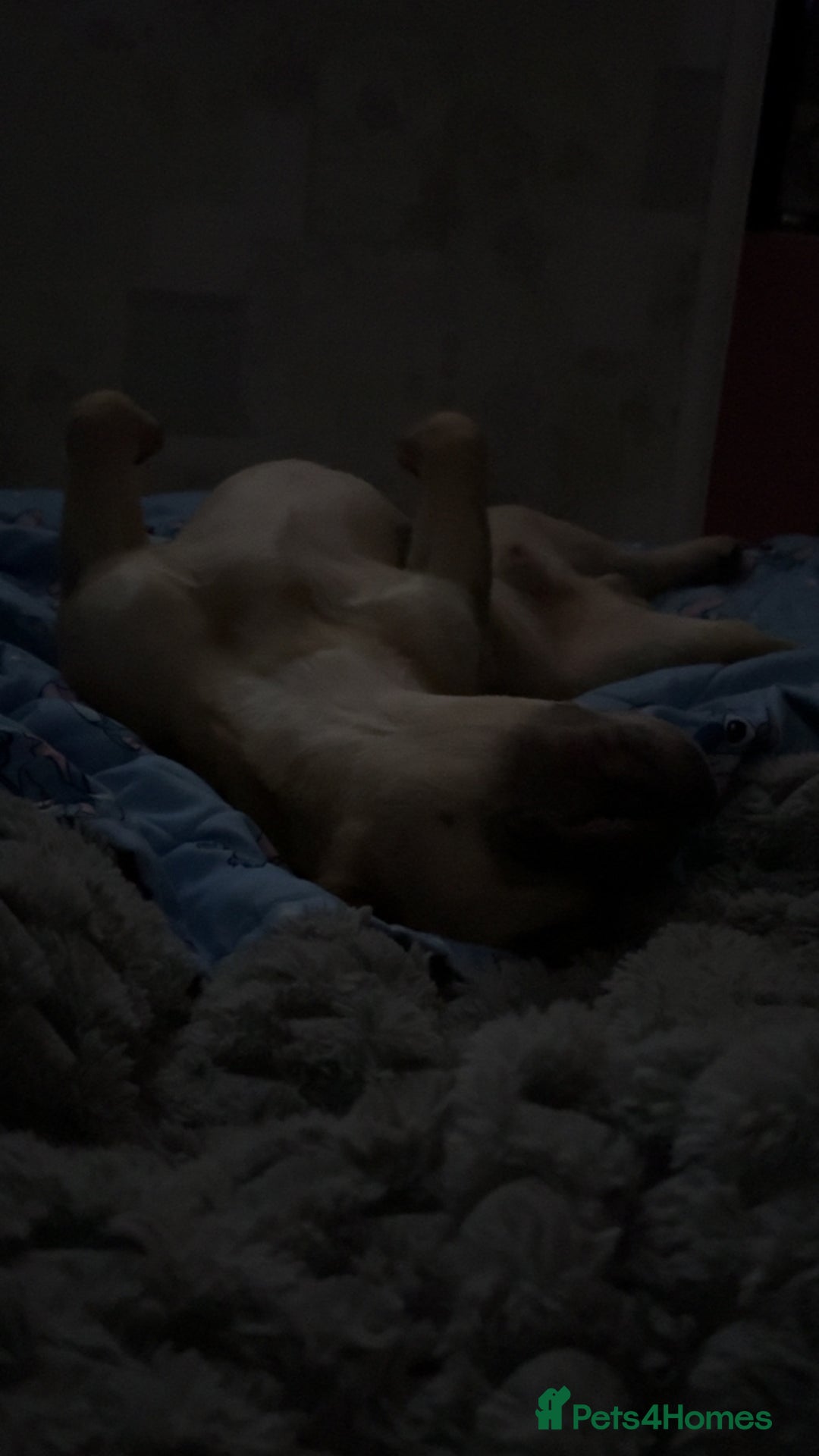 French Bulldog dogs for sale: French bulldog  - Advert 5