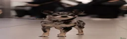 Pomchi dogs for sale: Stunning Chocolate Pomchi  - Advert 5