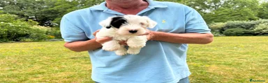 Sealyham Terrier 2