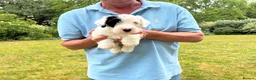 Sealyham Terrier dogs for sale: Two Male Sealyham Puppies in Andover - Advert 5