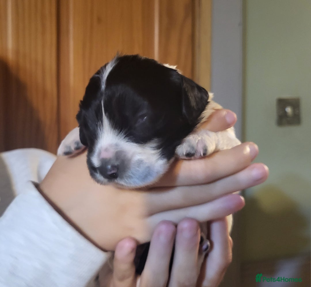 English Springer Spaniel dogs for sale: English springer spaniel pups  - Image 9