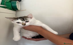 British Shorthair cats for sale: Brother and sister looking for a forever home - Image 6