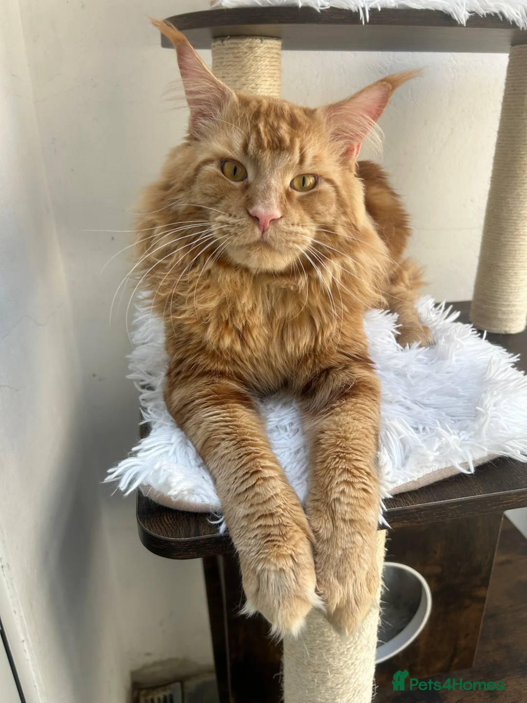 Maine Coon cats for stud: TICA Registered RED Stud Male Available in Sutton - Advert 1