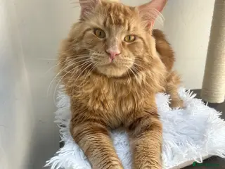 Maine Coon cats for stud: TICA Registered RED Stud Male Available - Advert 2
