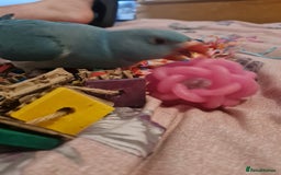 Parrots birds for sale: 5 Month old Handreard female ringneck  - Image 3
