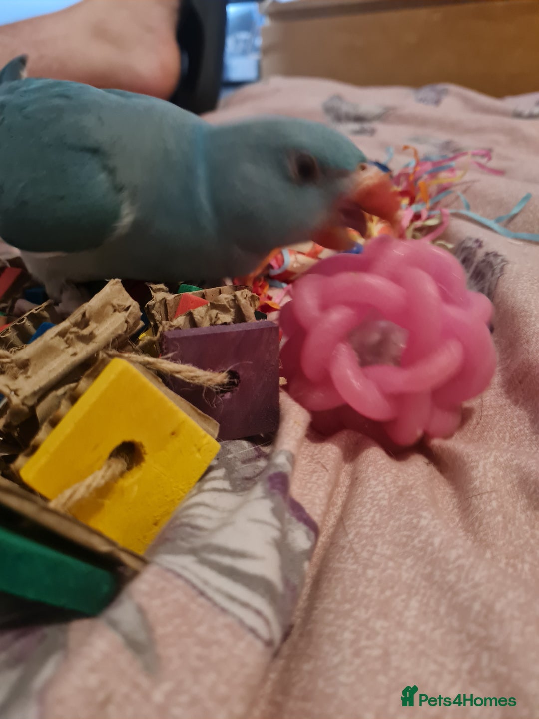 Parrots birds for sale: 5 Month old Handreard female ringneck  - Image 3