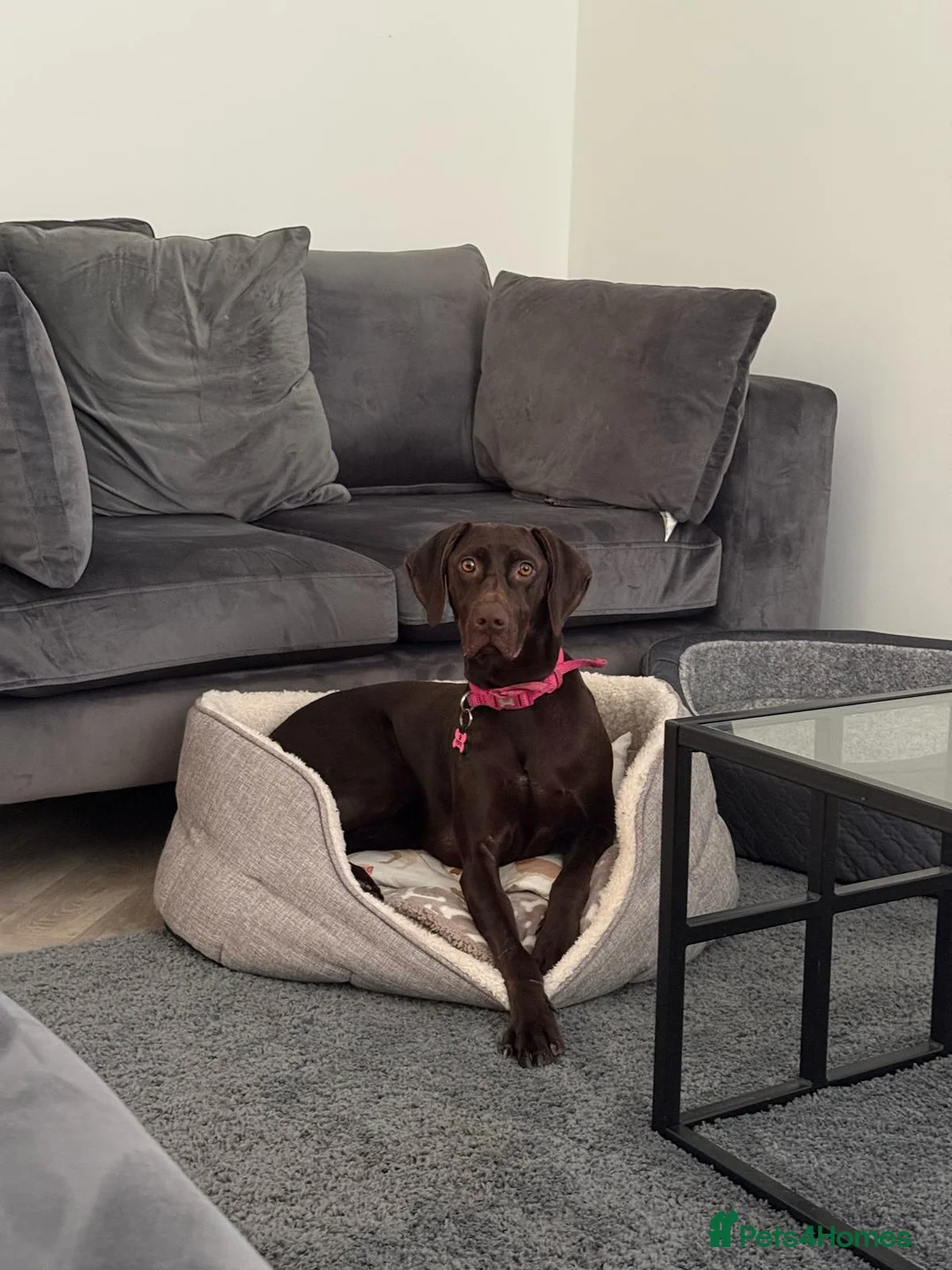 Mixed Breed dogs for sale: Our beautiful dog - Advert 5