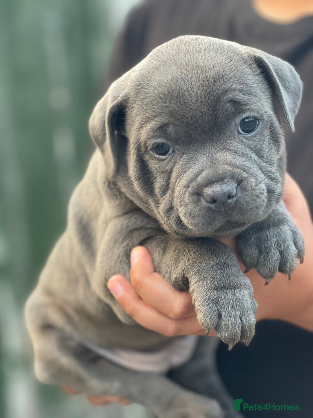 Staffordshire Bull Terrier dogs for sale: Top Quality Blue Staffordshire Bull Terriers  - Image 19