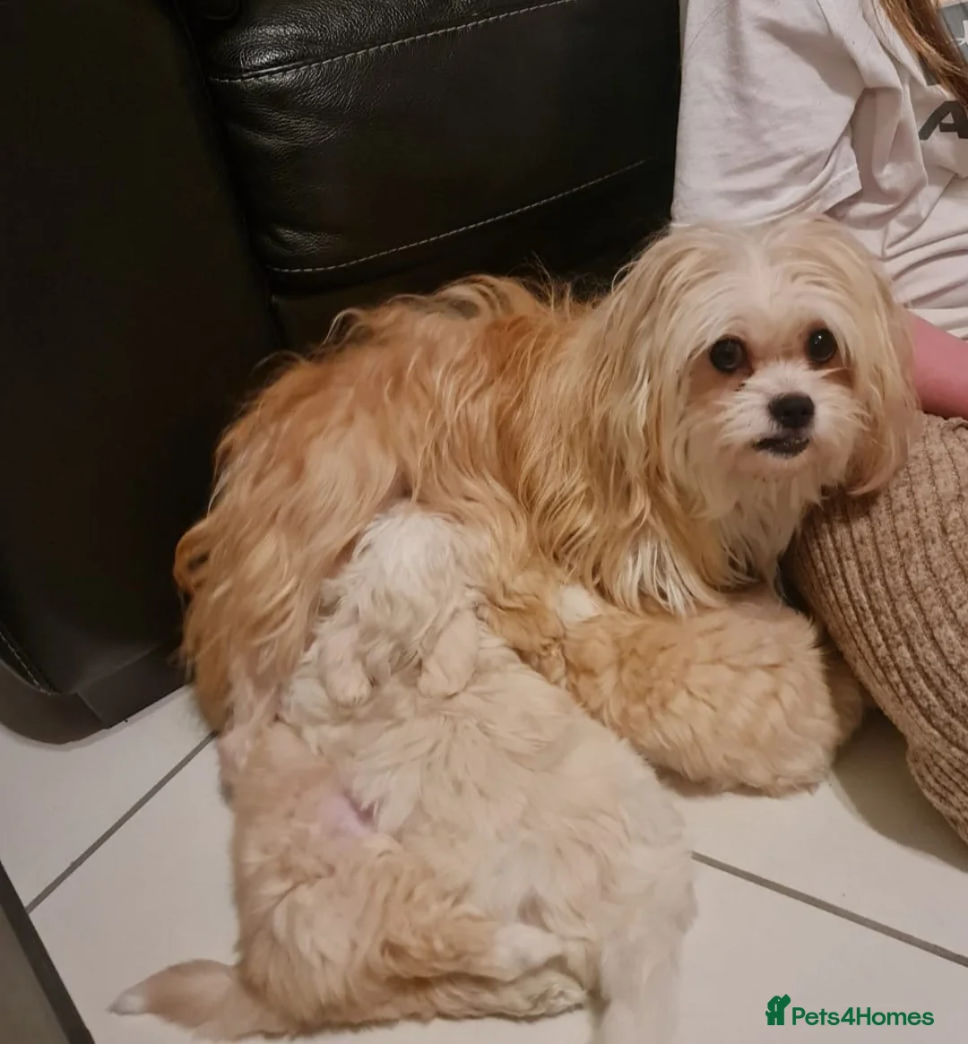 Mixed Breed dogs for sale: Havanese x Maltese Havamalts - Advert 25