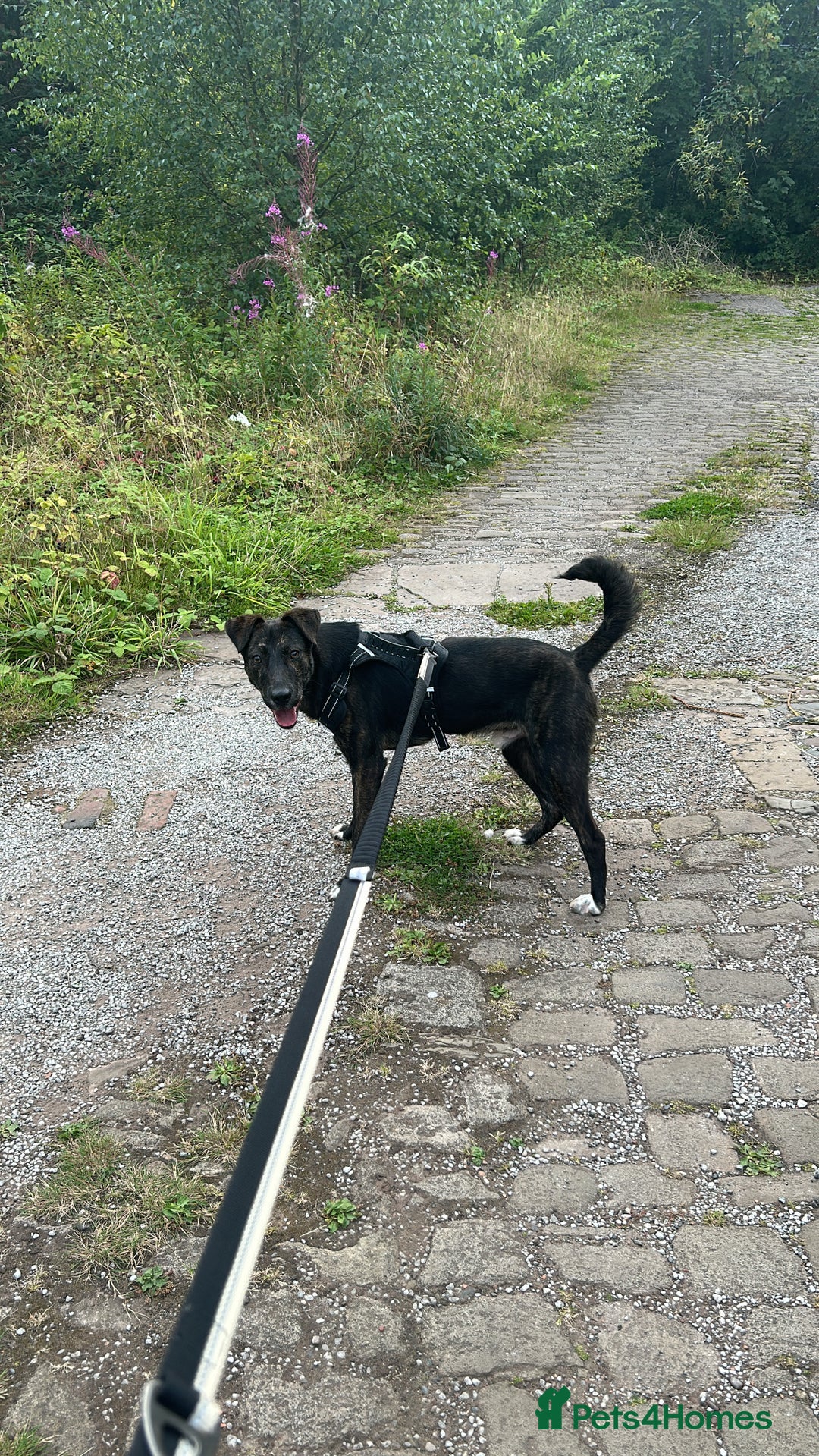 Mixed Breed dogs for sale: Lab X 1 year old - Advert 1