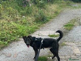 Mixed Breed dogs Lab X 1 year old - Advert 2