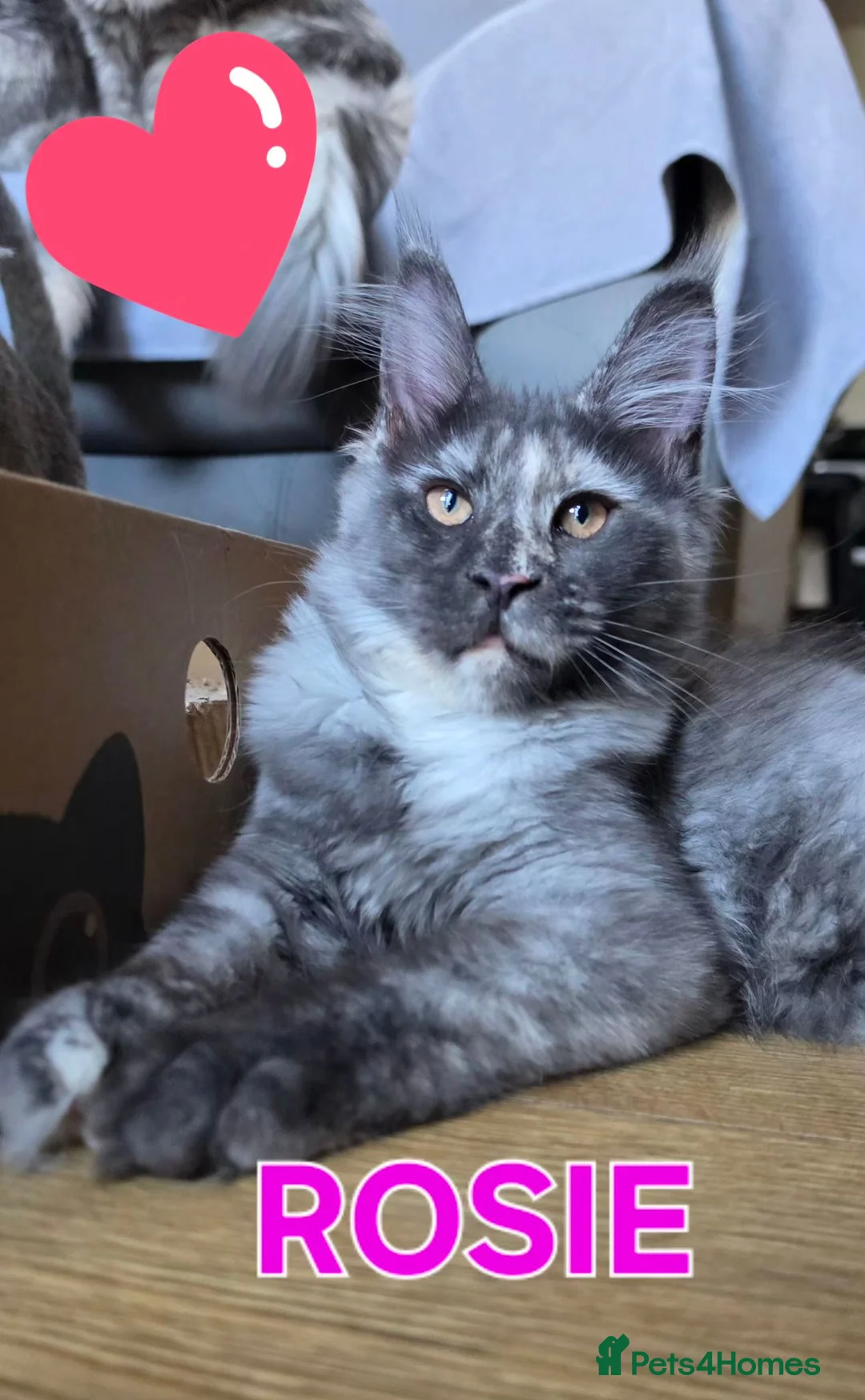 Maine Coon cats for sale: Beautiful girl Tica register ready now - Advert 1