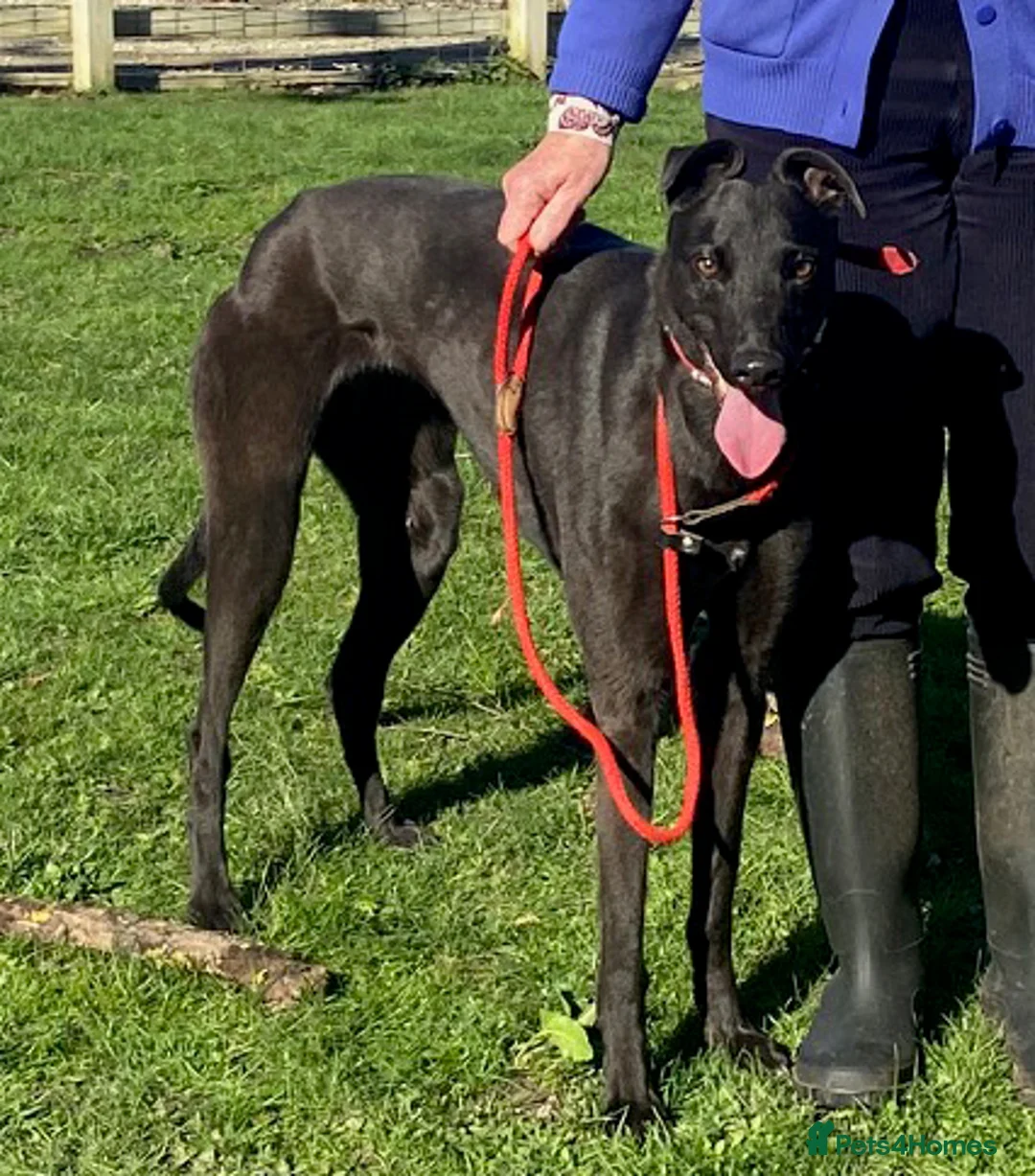 Greyhound dogs for adoption: Fusspot girl Diane wants a loving forever home - Advert 1
