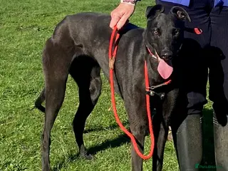 Greyhound dogs Fusspot girl Diane wants a loving forever home - Advert 3