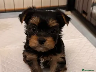 Yorkshire Terrier dogs Yorkshire Terrier Puppies - Advert 3