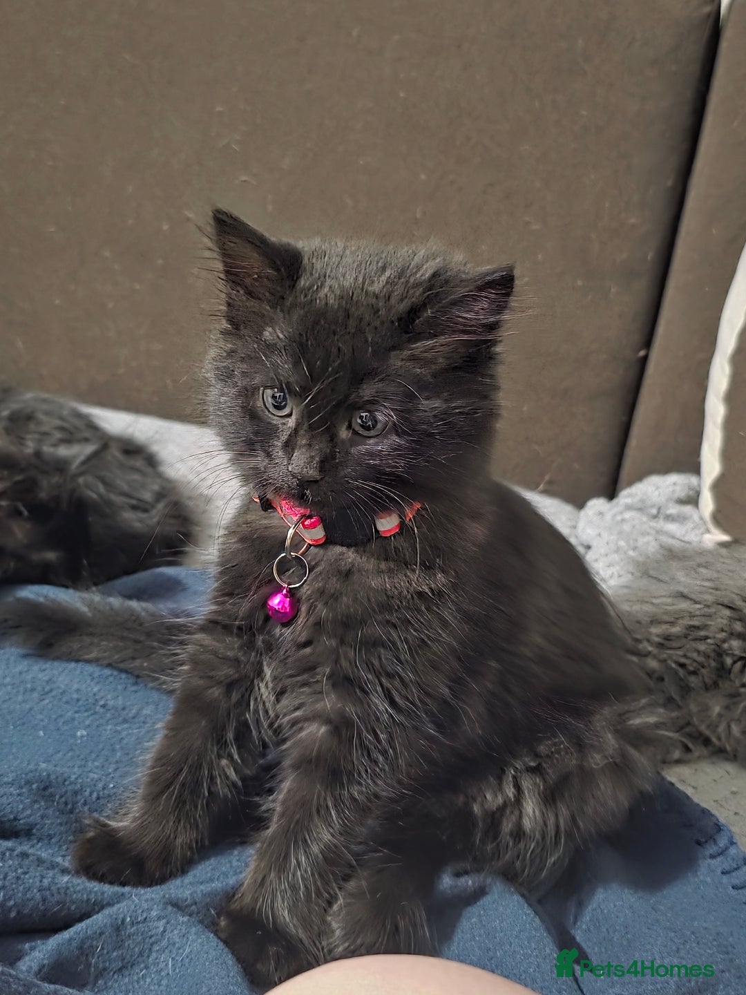 Mixed Breed cats for sale: Adorable fluffy kittens looking for a new home. - Image 12