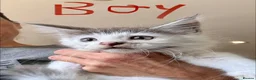 Mixed Breed cats for sale: Maine coon cross ragdoll kittens  - Advert 9