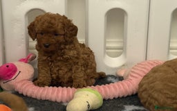 Cockapoo dogs for sale: Cockapoo F1b non moulting health tested puppies  - Image 2