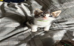 Bengal cats for sale: half bengal kittens  - Image 1