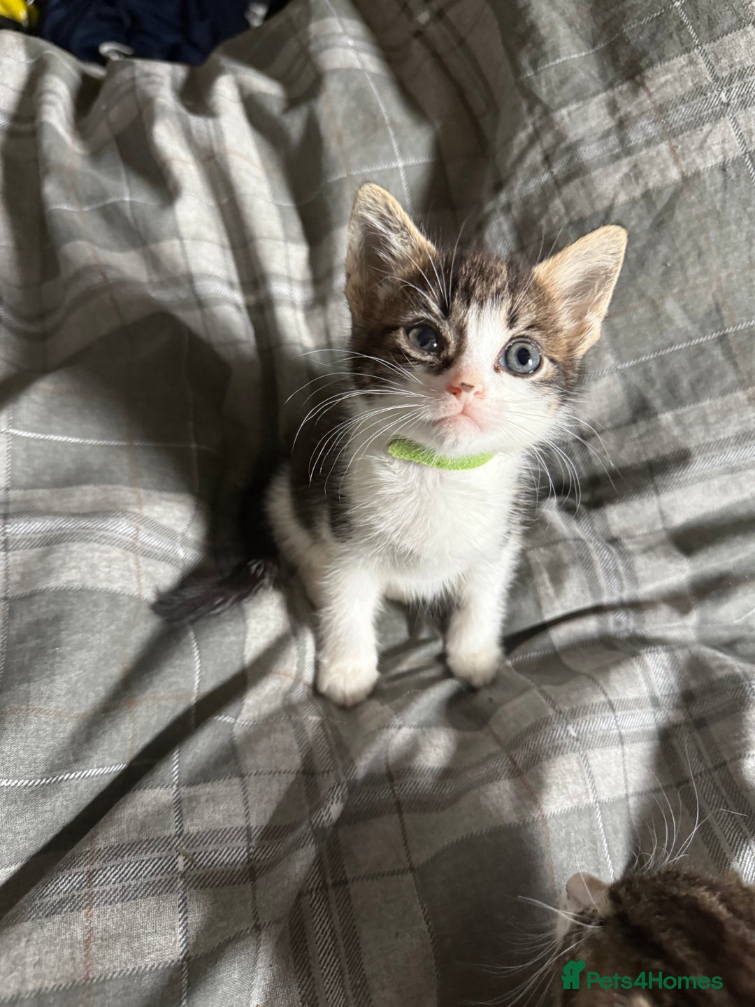 Bengal cats for sale: half bengal kittens  - Image 1