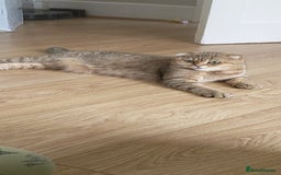 Scottish Fold cats for sale: Scottish Fold kittens -waiting list NOW OPEN! 😻 - Image 6