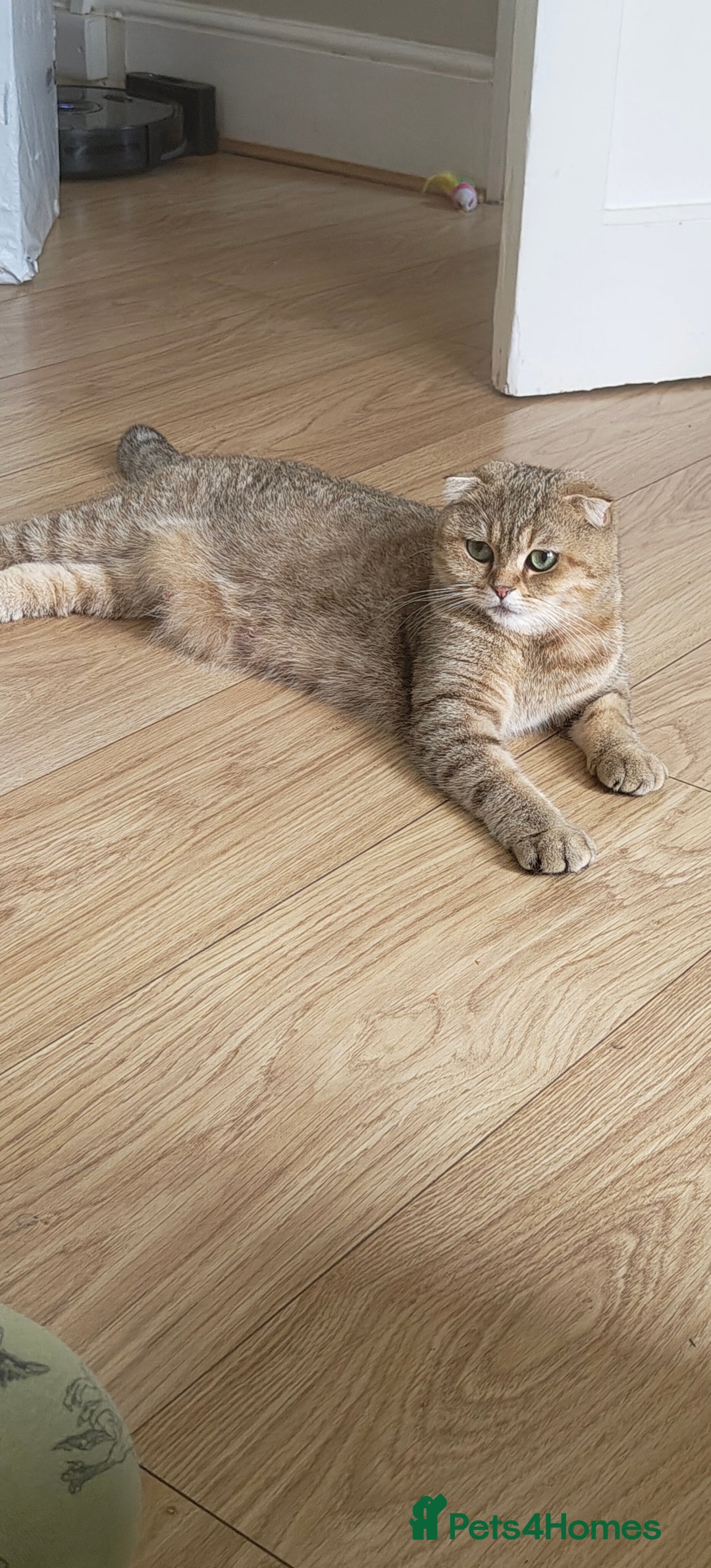 Scottish Fold cats for sale: Scottish Fold kittens -waiting list NOW OPEN! 😻 - Image 6