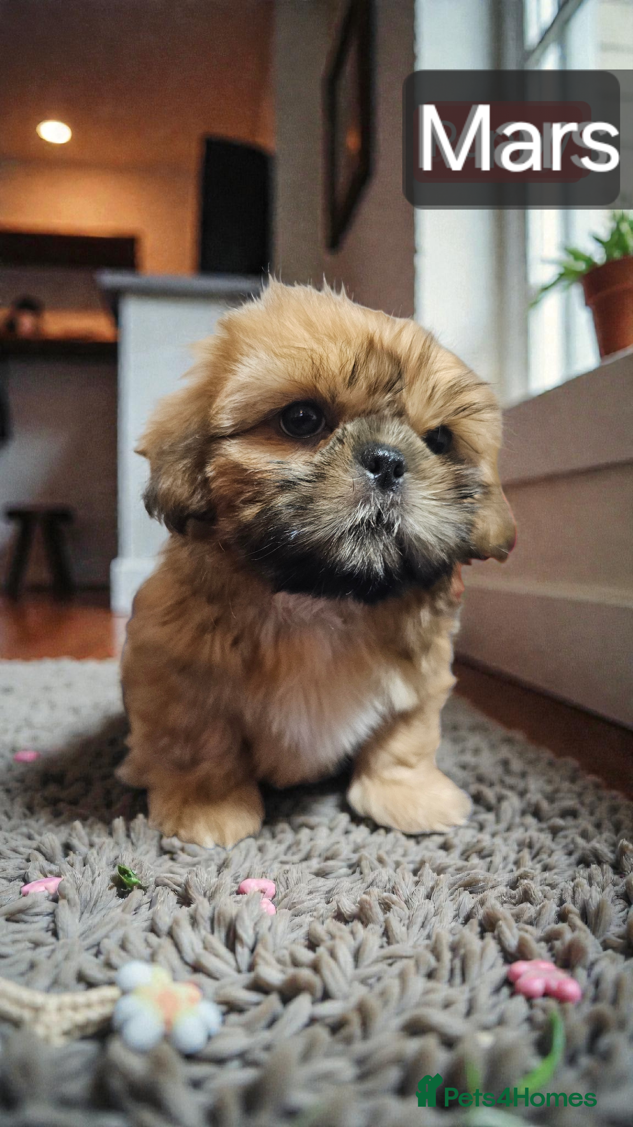 Shih Tzu dogs 💞 QUALITY STANDARD SHIH TZU 💞 - Advert 1